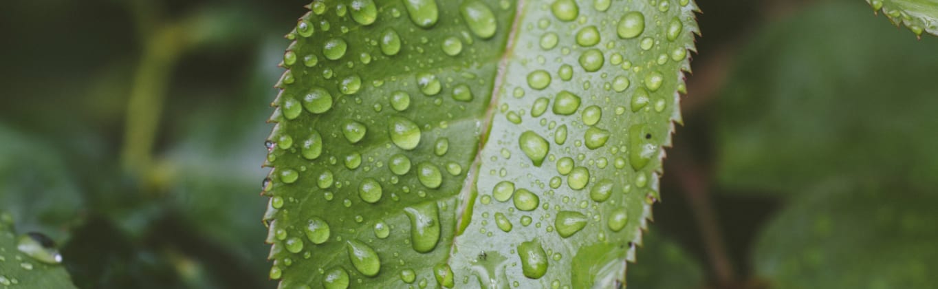 Dicas sobre meio ambiente